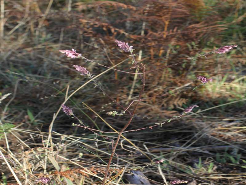 Calabria - Odontites vulgaris